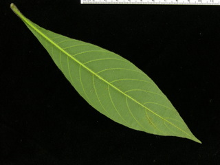 Aphelandra sinclairiana, leaf bottom