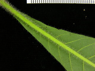 Aphelandra sinclairiana, leaf bottom stem