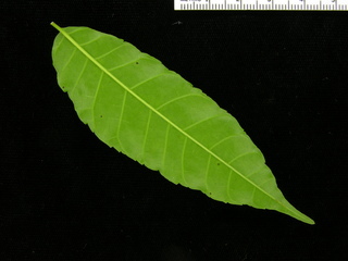 Astronium graveolens, leaf bottom