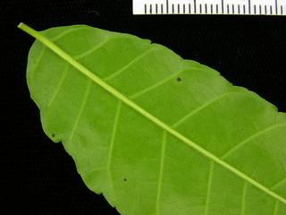 Astronium graveolens, leaf bottom stem