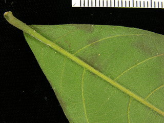 Cordia bicolor, leaf bottom stem