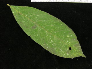 Cordia bicolor, leaf top