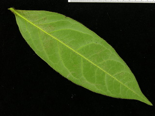Diospyros artanthifolia, leaf bottom