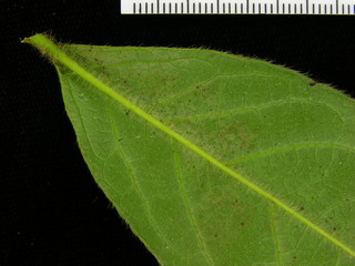 Diospyros artanthifolia, leaf bottom stem