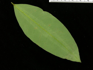 Erythroxylum panamense, leaf bottom