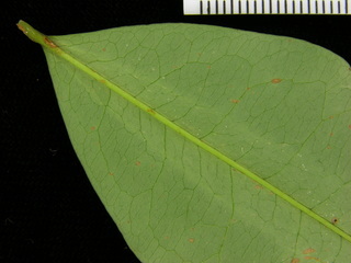 Erythroxylum panamense, leaf bottom stem