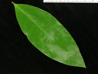 Erythroxylum panamense, leaf top