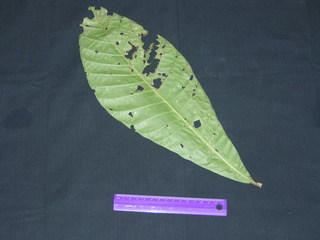 Genipa americana, leaf bottom