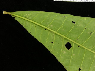 Genipa americana, leaf bottom stem
