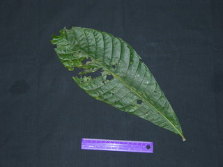 Genipa americana, leaf top
