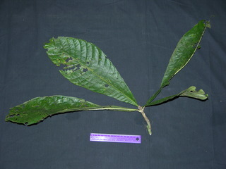Genipa americana, leaves