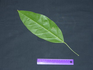 Lindackeria laurina, leaf bottom