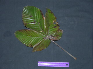 Pourouma bicolor, leaf top