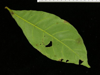Terminalia oblonga, leaf bottom