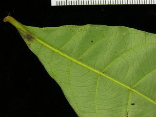 Terminalia oblonga, leaf bottom stem