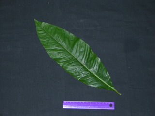 Triplaris cumingiana, leaf top