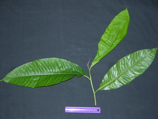 Triplaris cumingiana, leaves