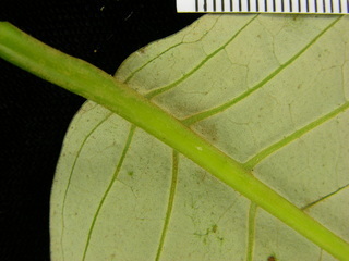 Vismia baccifera, leaf bottom stem