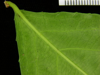Xylosma oligandra, leaf bottom stem