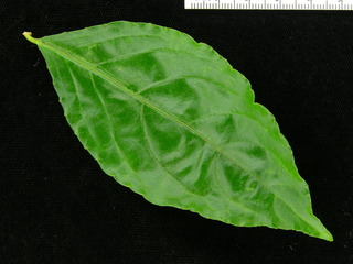 Xylosma oligandra, leaf top