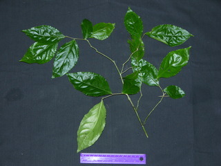 Xylosma oligandra, leaves