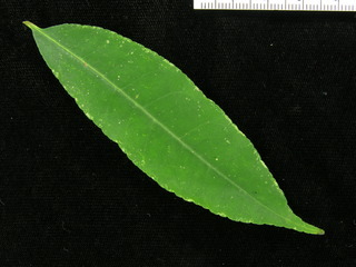 Zanthoxylum panamense, leaf top