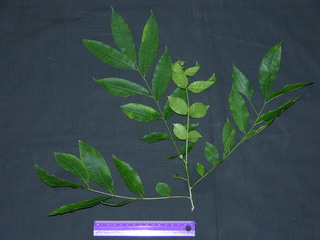 Zanthoxylum panamense, leaves