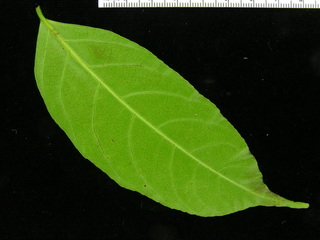 Casearia sylvestris, leaf bottom