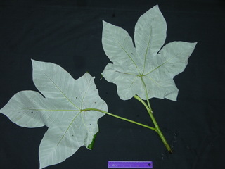 Cecropia insignis, leaf bottom