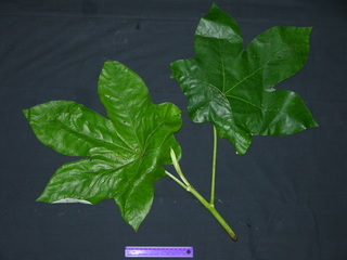 Cecropia insignis, leaves