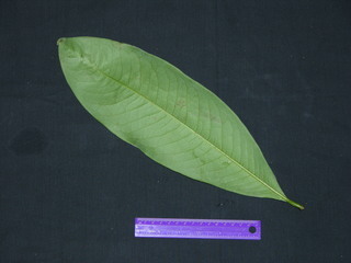 Erythroxylum macrophyllum, leaf bottom