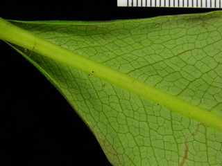 Erythroxylum macrophyllum, leaf bottom stem