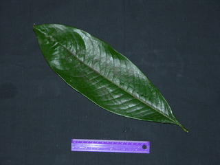Erythroxylum macrophyllum, leaf top