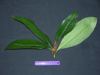 Erythroxylum macrophyllum, leaves