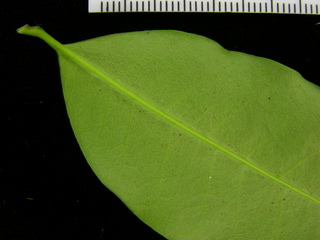 Lacmellea panamensis, leaf bottom stem