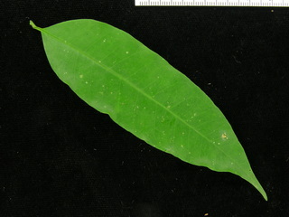 Lacmellea panamensis, leaf top