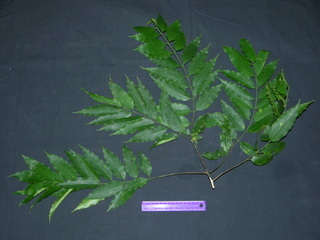 Lacmellea panamensis, leaves