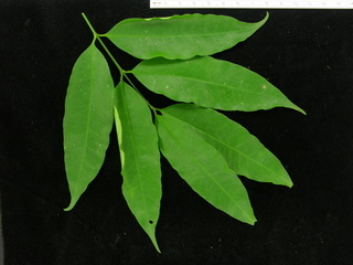 Lacmellea panamensis, leaves