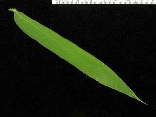 Olyra latifolia, leaf bottom