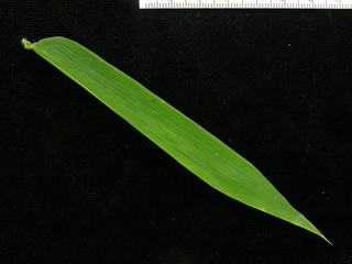 Olyra latifolia, leaf top