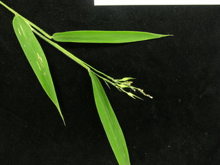 Olyra latifolia, leaves