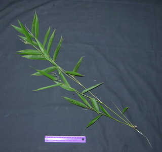 Olyra latifolia, plant