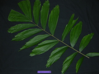 Socratea exorrhiza, leaf