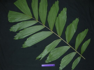 Socratea exorrhiza, leaf bottom