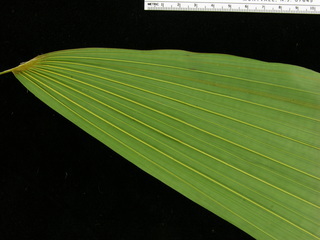 Socratea exorrhiza, leaf bottom stem