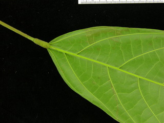 Theobroma cacao, leaf bottom stem