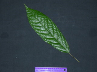 Theobroma cacao, leaf top