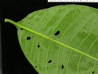 Triplaris cumingiana, leaf bottom stem