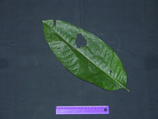 Triplaris cumingiana, leaf top