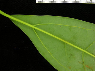 Cinnamomum triplinerve, leaf bottom stem